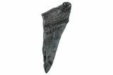 Partial Fossil Megalodon Tooth - South Carolina #275391-1